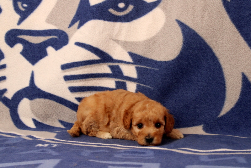 puppy, for, sale, Mini  Goldendoodle, Matthew B. Stoltzfus, dog, breeder, Gap, PA, dog-breeder, puppy-for-sale, forsale, nearby, find, puppyfind, locator, puppylocator, aca